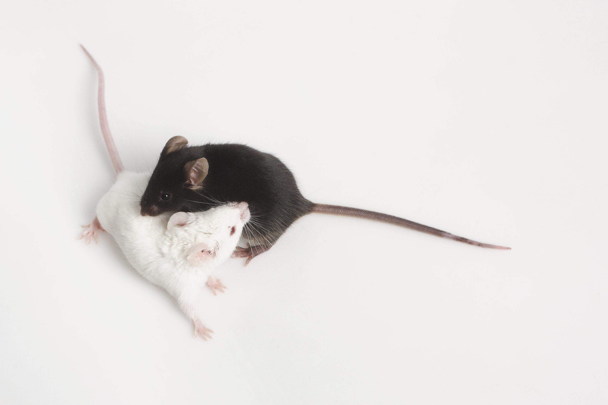 Why are mice so important in biomedical research? - Czech Centre for  Phenogenomics